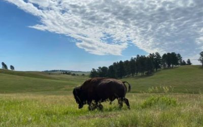 Driving Wild in South Dakota