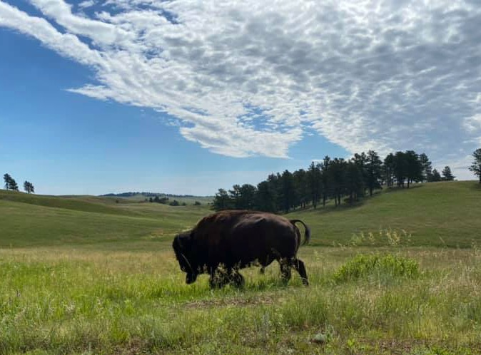 Driving Wild in South Dakota