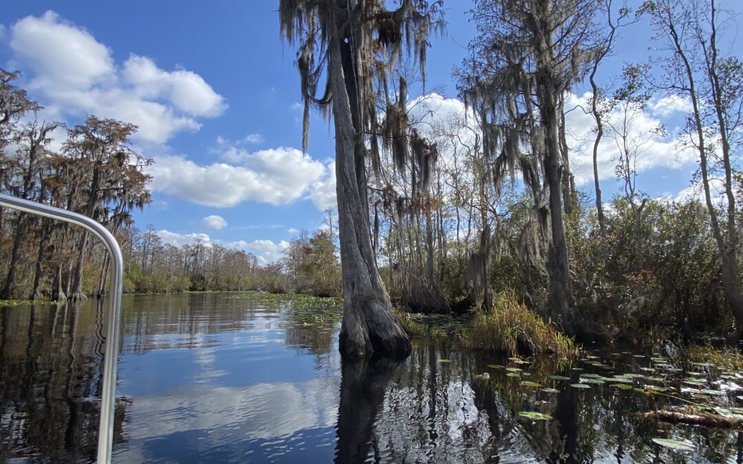 Braving the Okefenokee Swamp