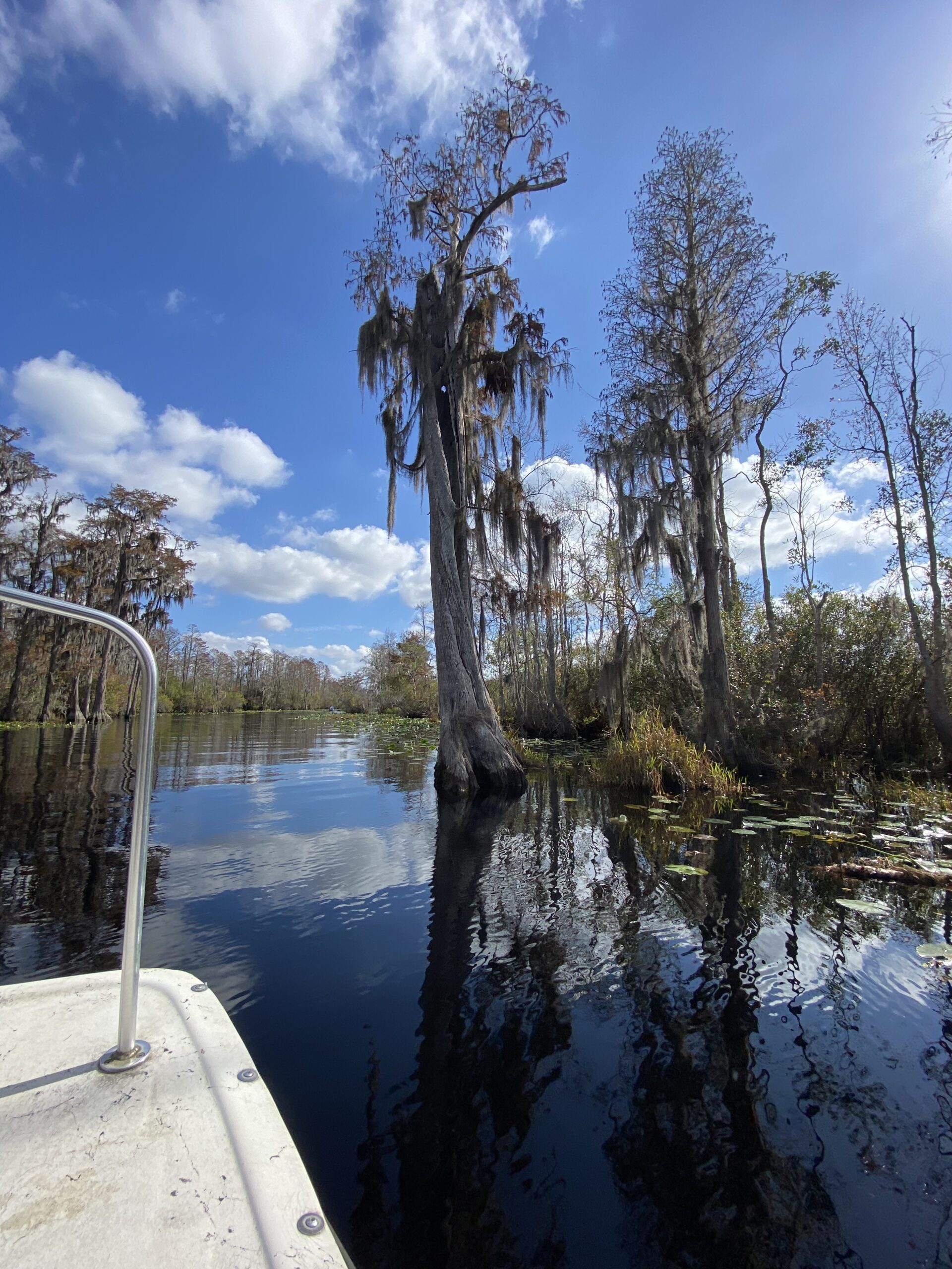 Braving the Okefenokee Swamp